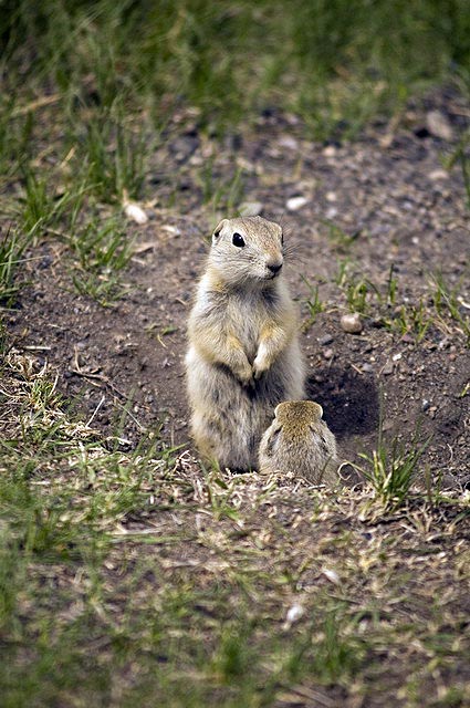 080622_63_gophers