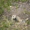 080622_64_gophers