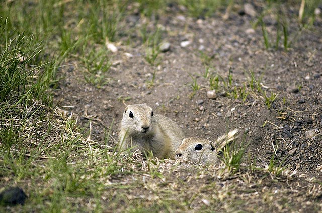 080622_64_gophers