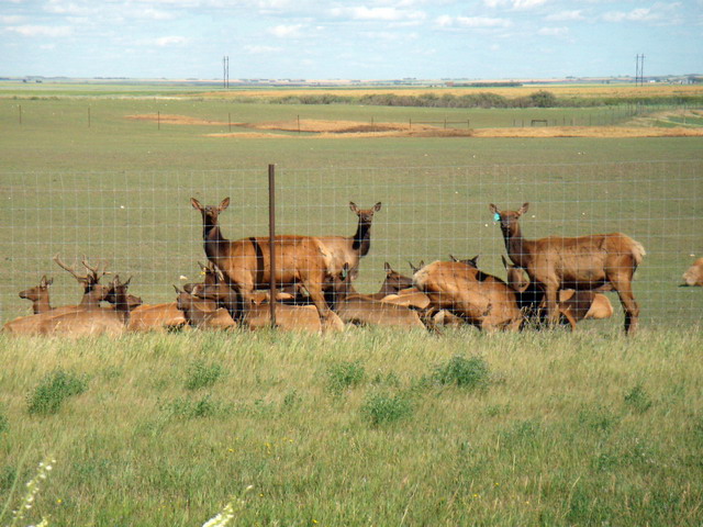 080803_29_elk