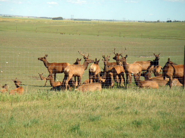 080803_30_elk