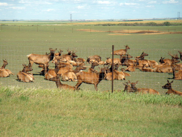 080803_31_elk