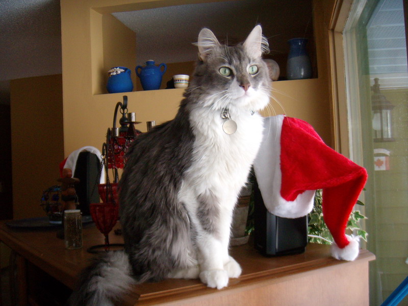 081208_07_house
