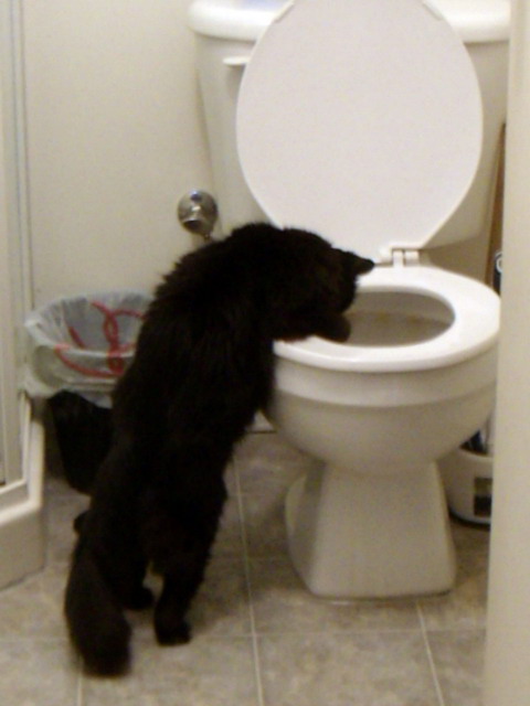 080312_cattoilet