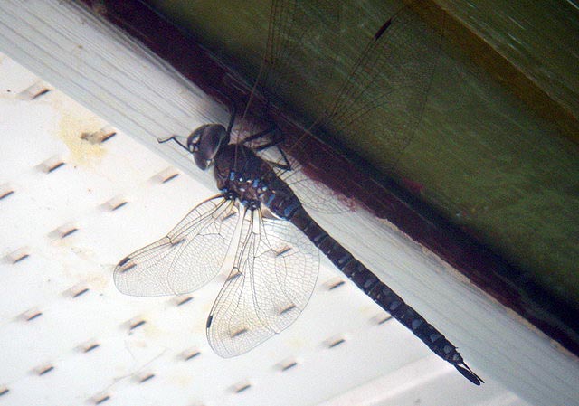 080815_dragonfly1