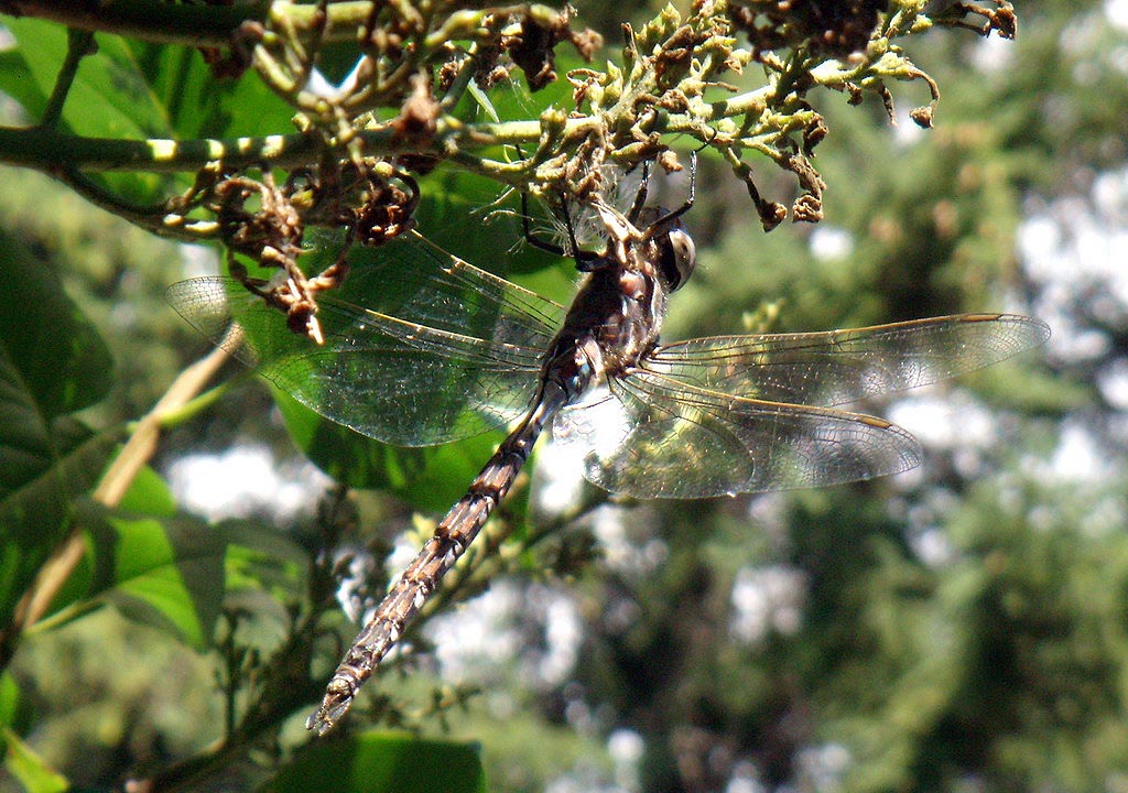 080815_dragonfly3