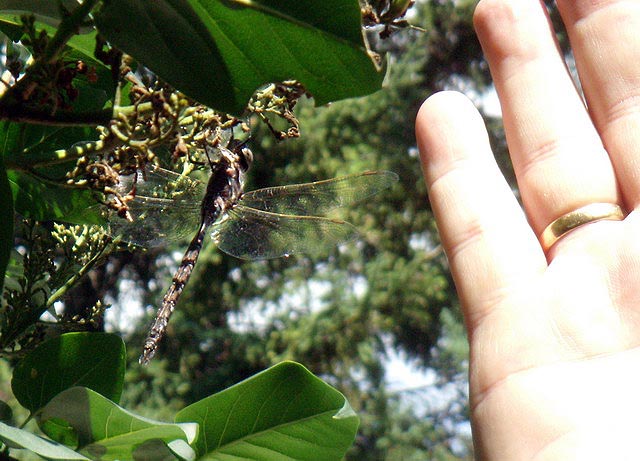 080815_dragonfly4