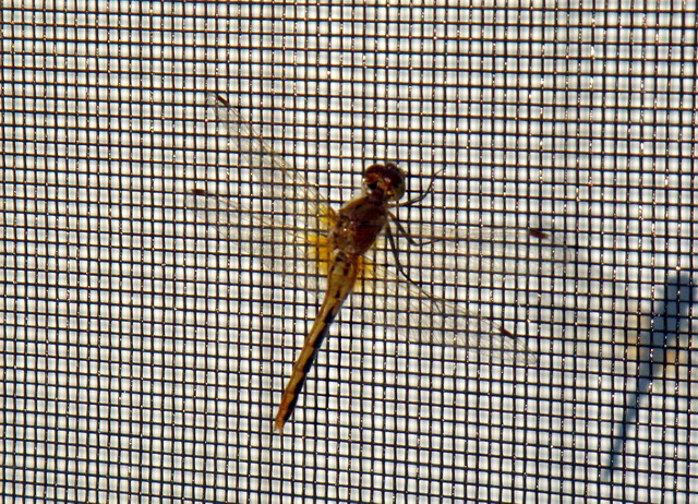 080820_2_dragonfly