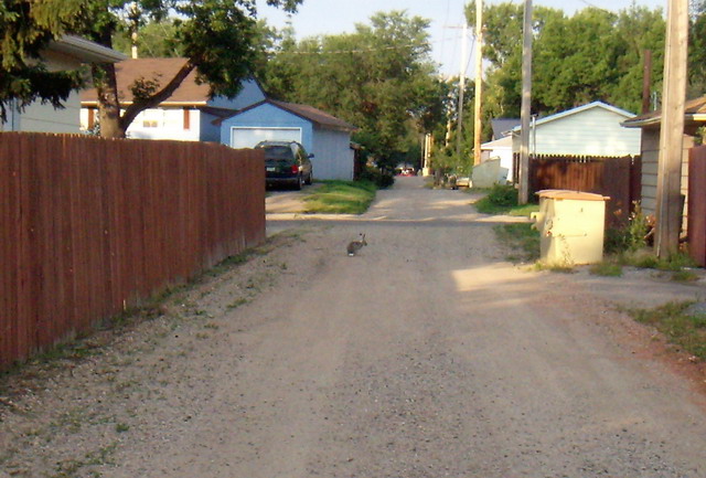 080820_3_jackrabbit