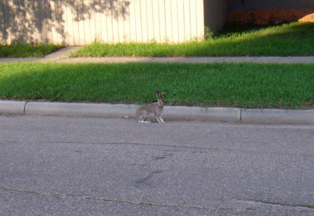 080820_6_jackrabbit