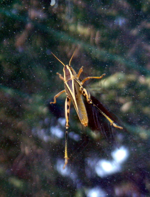 080820_7_grasshopper