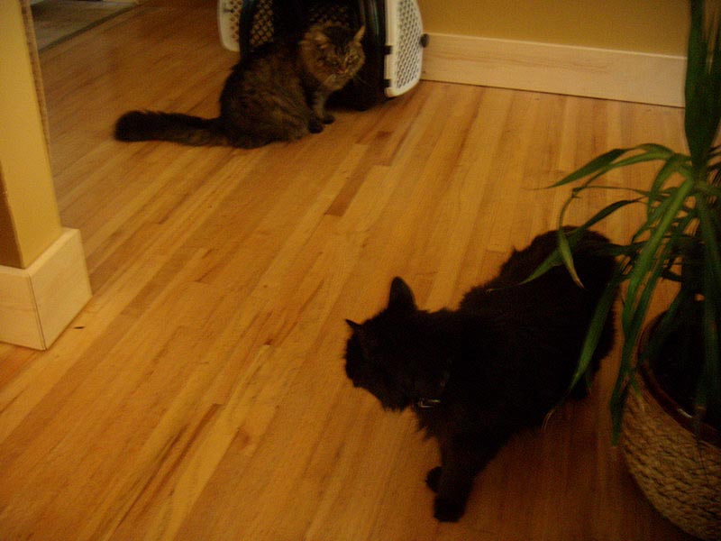 081004_01_newcats