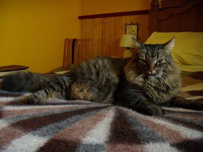 081004_02_newcats