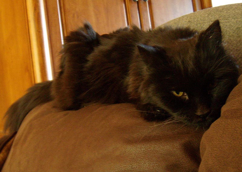 081004_03_newcats