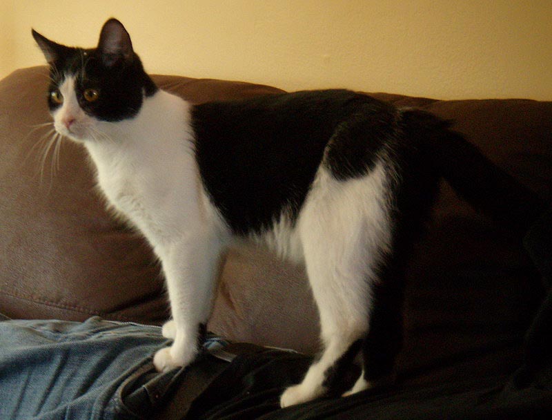 081004_04_newcats