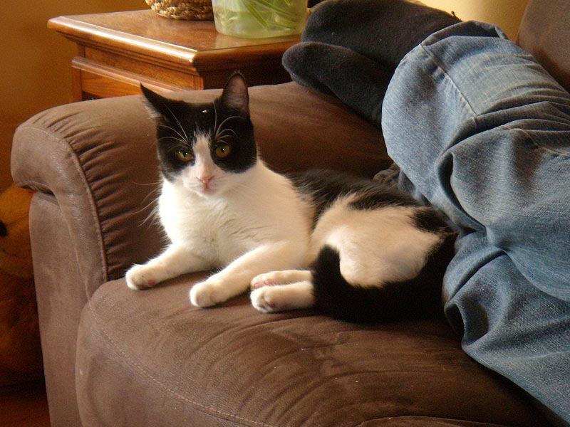 081004_05_newcats