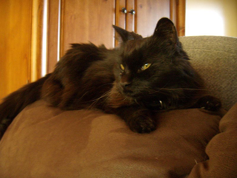 081004_06_newcats