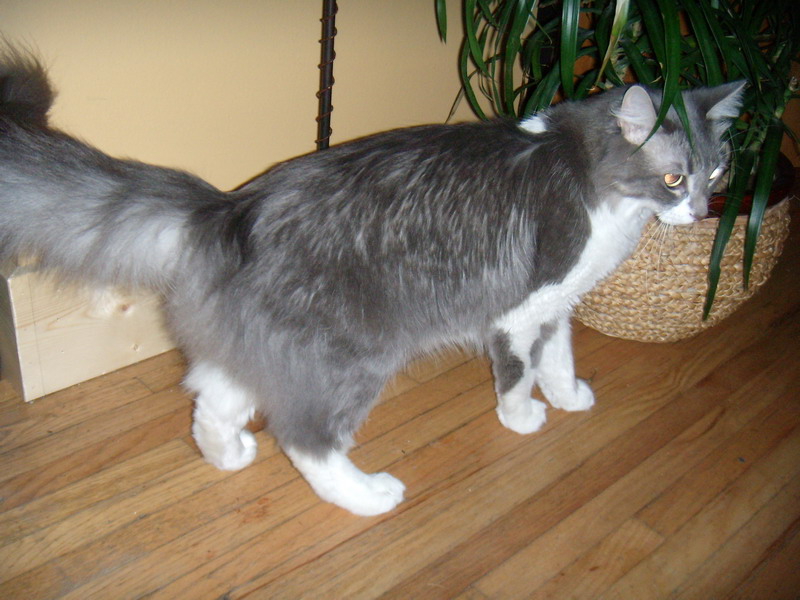 081022_1_gandalf