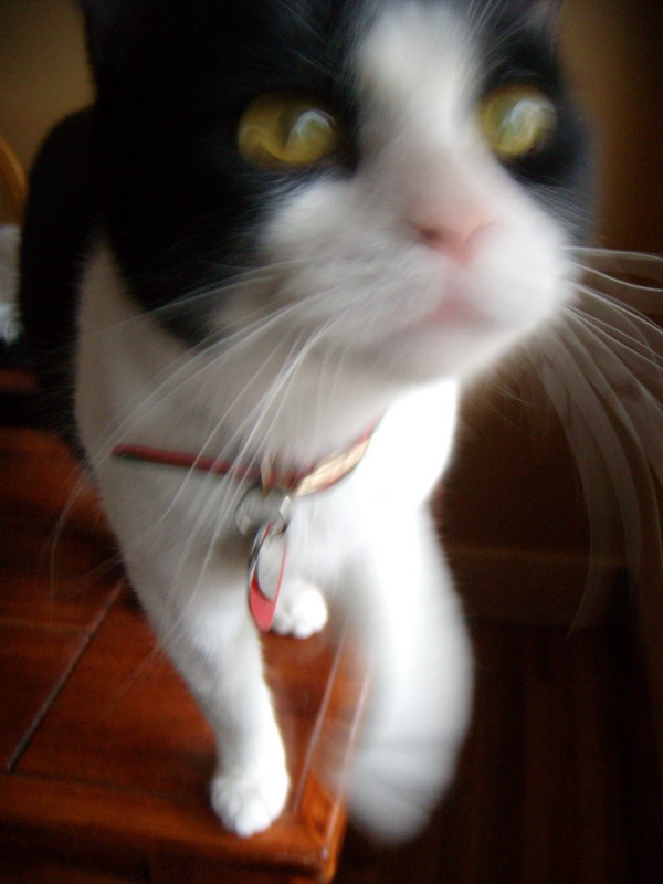 081116_02_cats