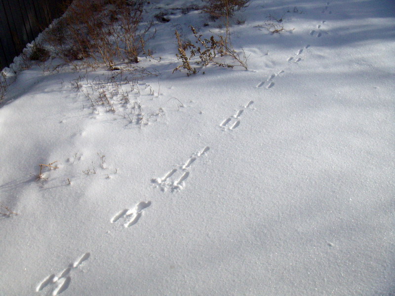 081208_03_winter