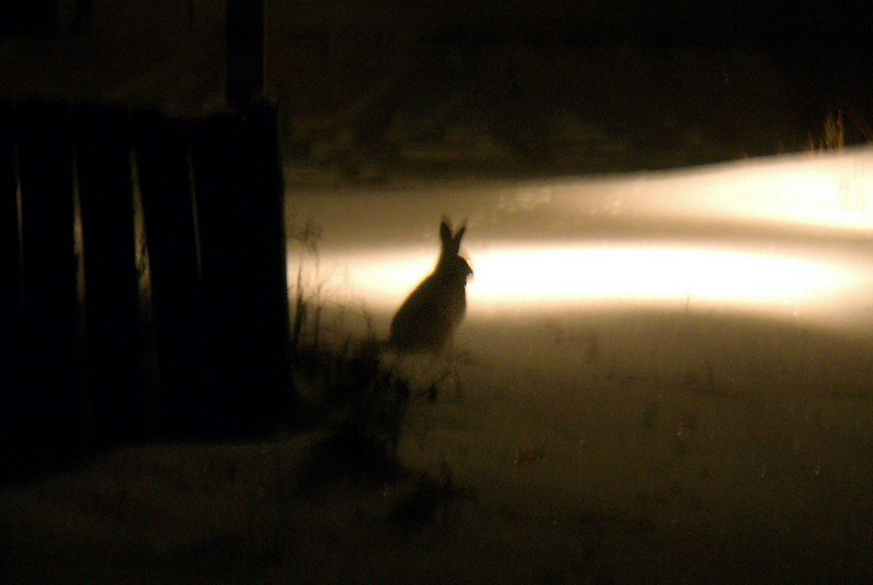 081208_07_jackrabbit