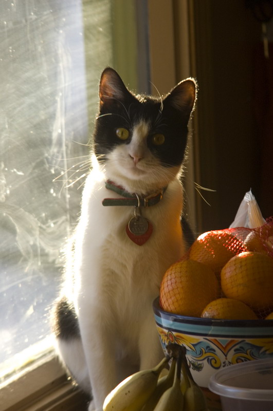 081218_01_cats