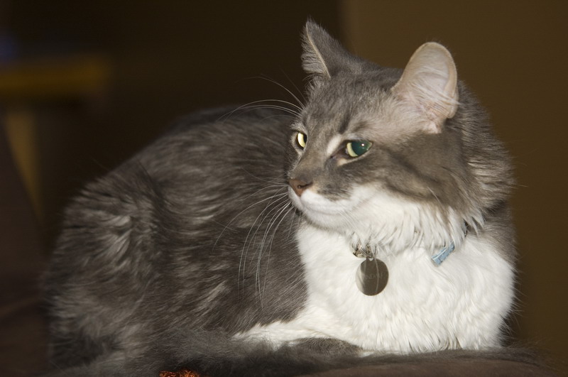 081218_02_cats