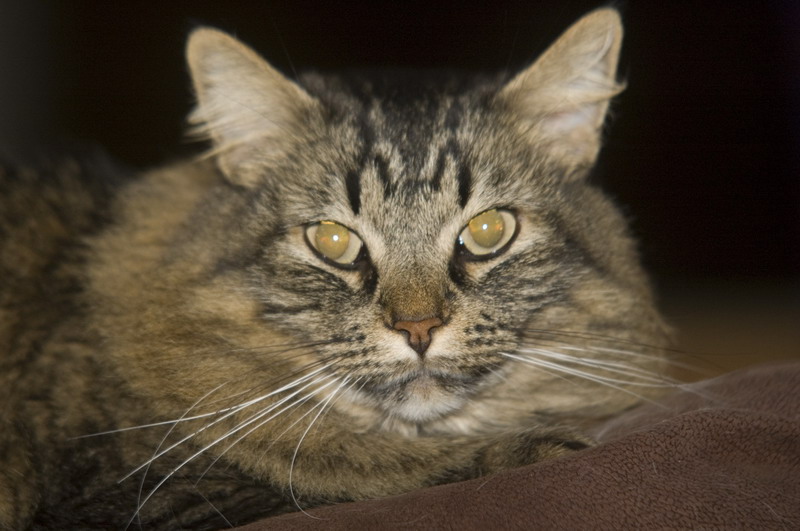 081218_03_cats