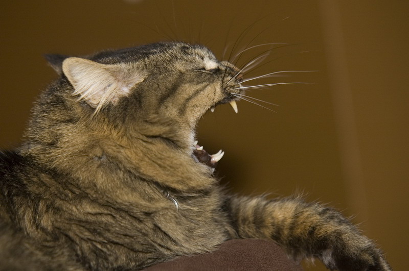 081218_04_cats