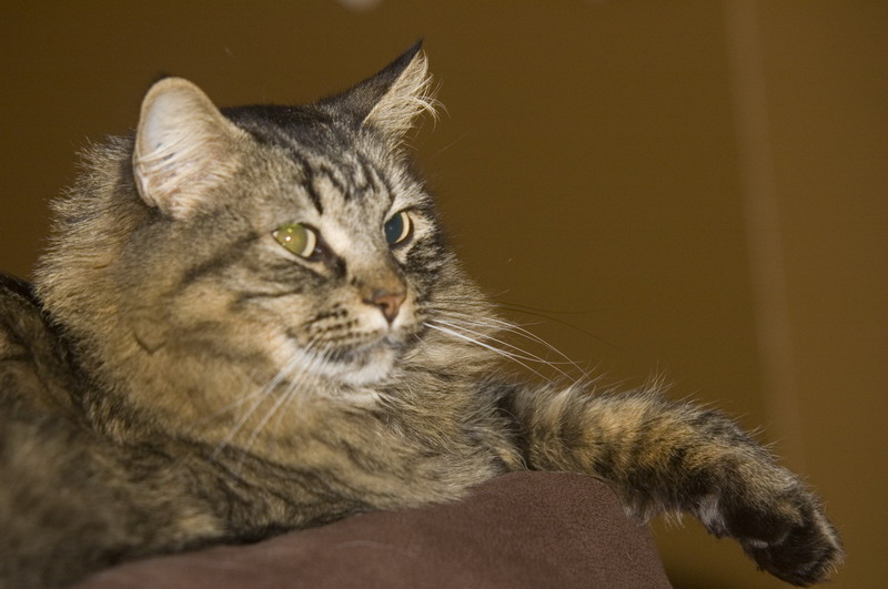 081218_05_cats
