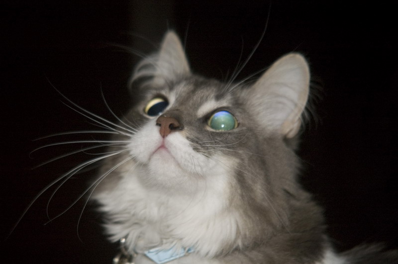 081218_06_cats