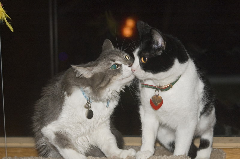 081218_07_cats