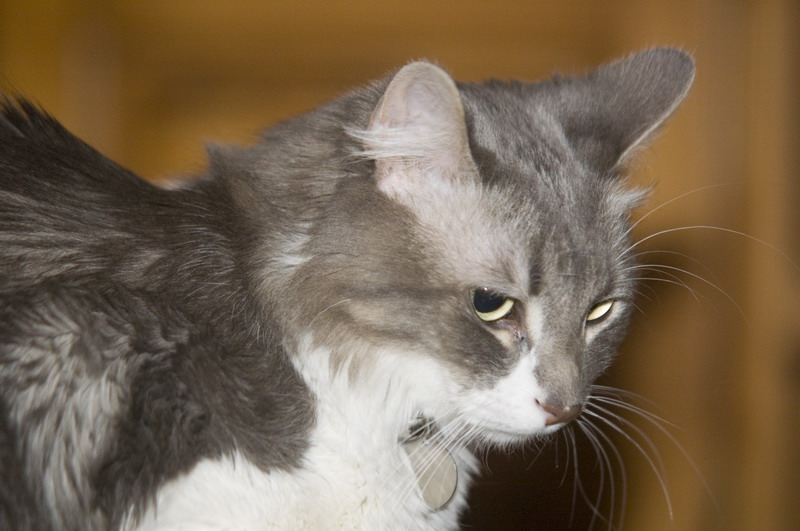 081221_2_gandalf