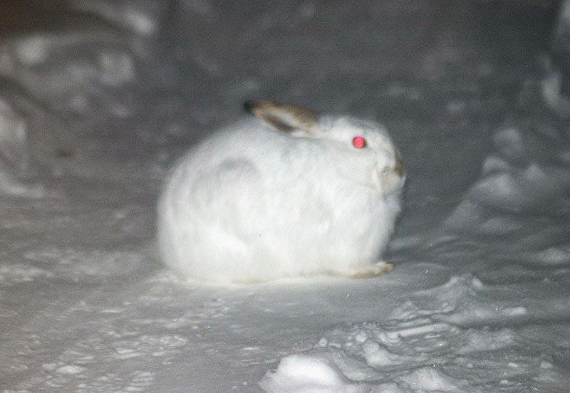081230_1_jackrabbit
