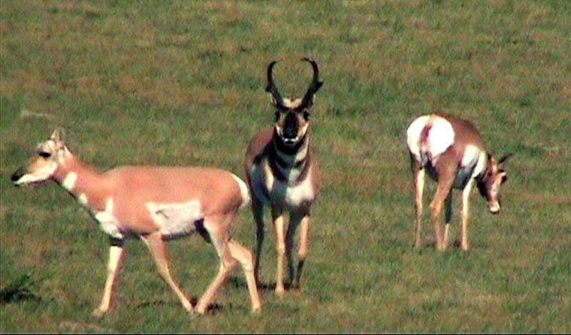 080912_014_1pronghornantelopes