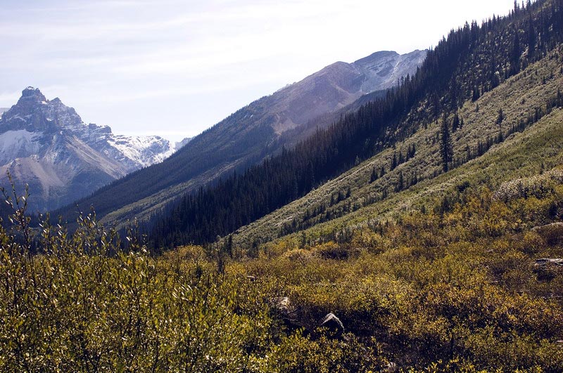 080914_044_yoho