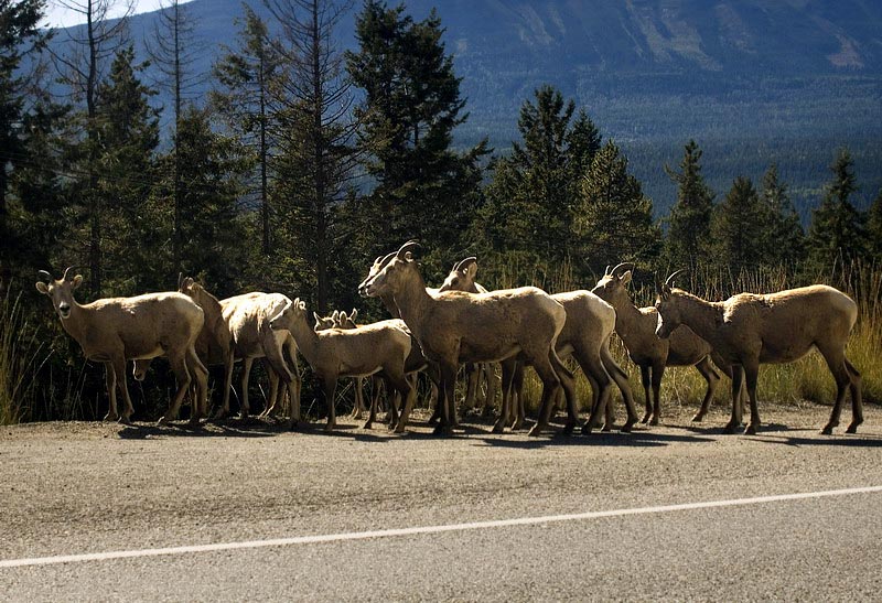 080914_060_bighornsheep