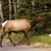 080919_076_elkpatricialake