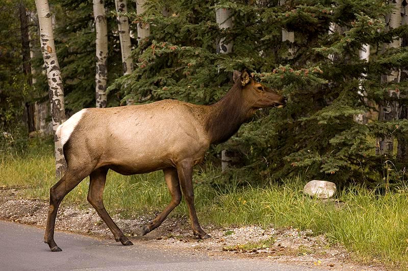 080919_076_elkpatricialake