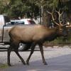 080919_079_elkpatricialake