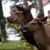 080919_083_elkpatricialake