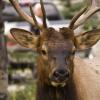 080919_089_elkpatricialake
