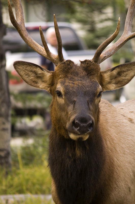 080919_089_elkpatricialake