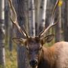 080919_092_elkpatricialake