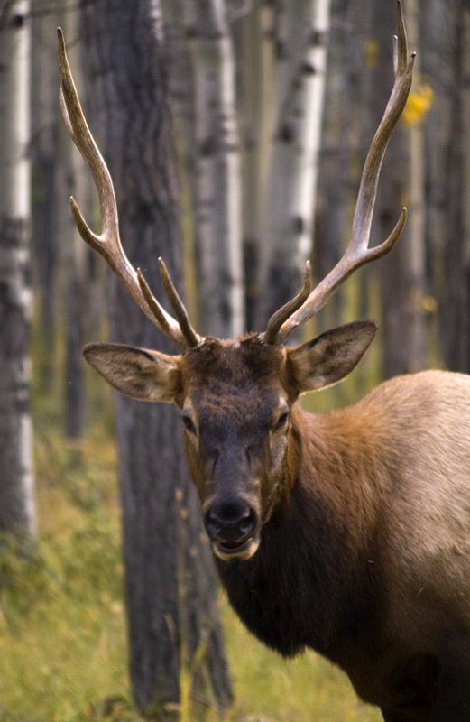 080919_092_elkpatricialake