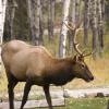 080919_097_elkpatricialake
