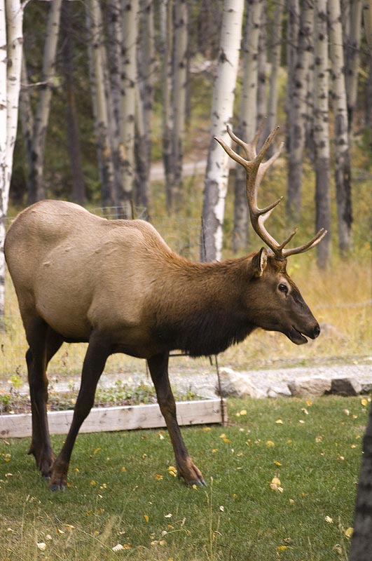 080919_097_elkpatricialake