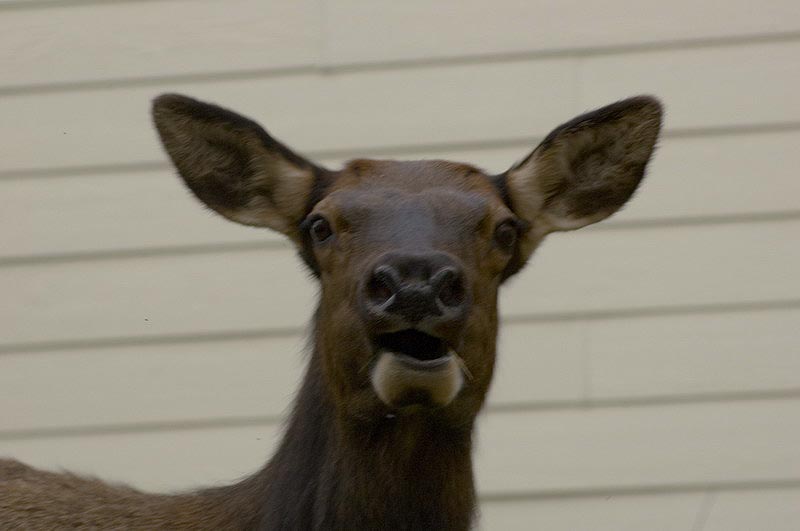 080919_100_elkpatricialake