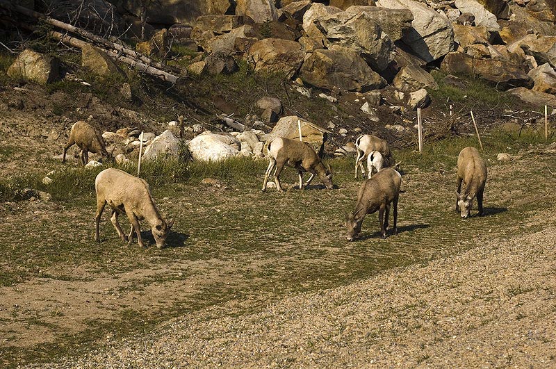 080920_076_bighornsheep