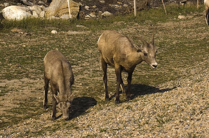 080920_081_bighornsheep